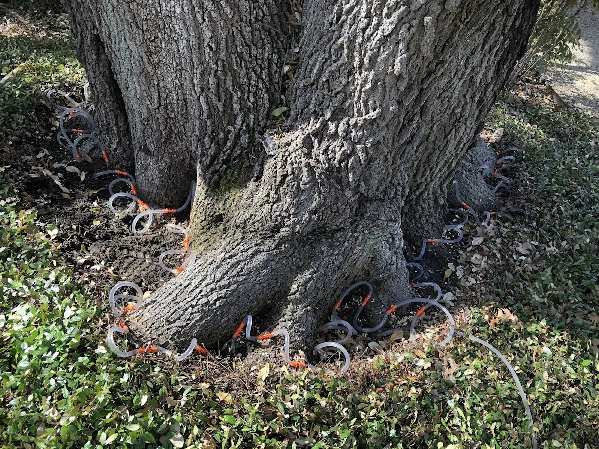 Detailed Tree Cabling and Bracing job site in Grand Chenier