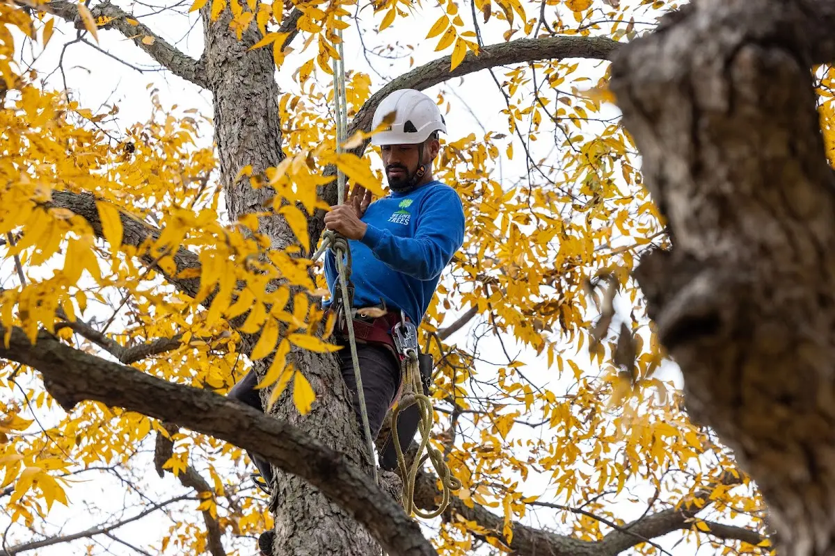 Skilled Tree Planting crew working in Grand Chenier