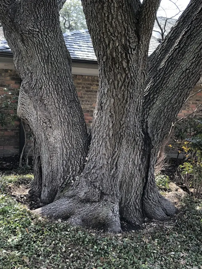 Mature heritage tree close to a Grand Chenier property cared for by certified arborists